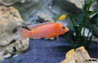 Aulonocara Fire Fish (Männchen)